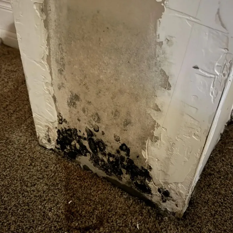 Professional Mold Removal in Tiptonville, TN
